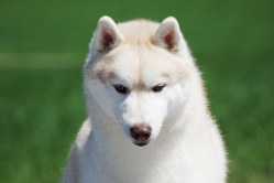 Maiki 4 lata 2 maj 2026